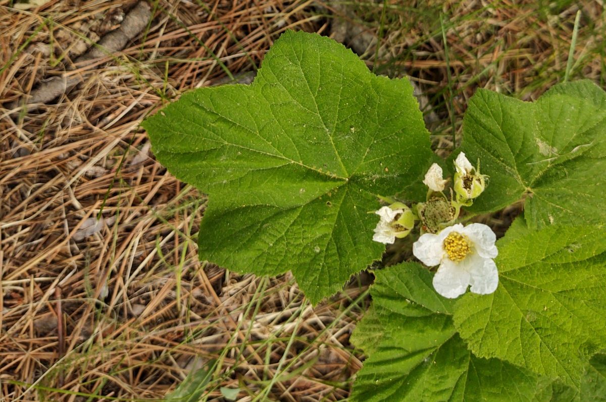 The image features a thimbleberry plant (Rubus parviflorus) in bloom. The plant has large, broad, and lobed green leaves with prominent veins. Several white flowers with delicate petals and yellow centers are visible, some fully open and others partially closed or wilted. The plant is growing in a natural setting with a ground cover of pine needles and grass.